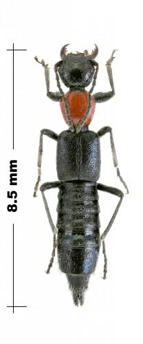 Paederinae